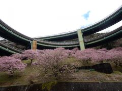 ループ橋の真下にある河津桜が見応えがありました。