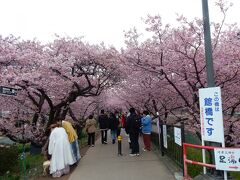 桜のトンネル。

「河津浜海岸」に向かう歩道です。