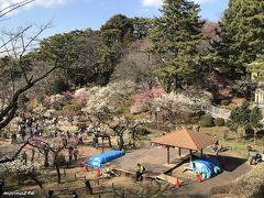 大倉山公園梅林　14:20頃

記念館から２～3分歩くと梅林の入り口です。
紅梅、白梅ともに見頃となっているようです。

週末（2月25日、26日）に開催される大倉山観梅会の準備が進み、
東屋の横にステージが設置されています。

梅林の由来によれば、
東横線開通直後、東急電鉄が乗客誘致のために土地を購入し、昭和6年に梅林として整備。
最盛期の昭和12年ごろには、14種類１千本を超える梅の木があったそうですが、
戦争中には燃料として梅の木が切られ、芋畑として転用されたそうです。
昭和25年から40年ころまでは、梅まつりも行われ大いに盛り上がったそうですが、その後、施設の老朽化、梅の木の衰退が目立つようになり、昭和62年に梅林の大部分を横浜市が買収し、再整備して現在に至っています。