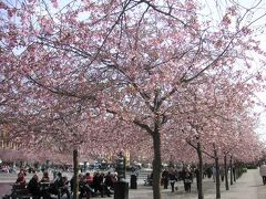 ほっとしてデパートを出ると、目の前の王立公園は花ざかり。これはもしかして桜では…！