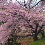 河津桜祭りとみなみ桜と菜の花祭りに行って比べて見た。