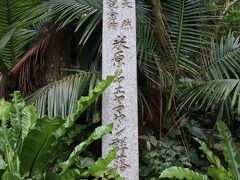 米原のヤエヤマヤシ群落