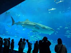 沖縄美ら海水族館