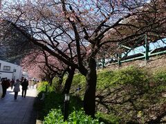 駅から川沿いまでの道の桜をご覧ください。

日あたりがいいので、綺麗に咲き誇っていました。