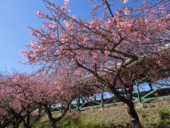 駅から川沿いまでの道の桜をご覧ください。
