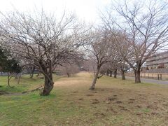 片倉城址公園の桜　桜の時期は綺麗です