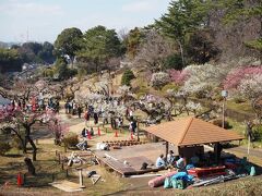 大倉山公園

今年の梅まつりは今週末である、25、26日。
