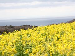 グリナリウムを出て、県道１５７号線沿いにある「あわじ花さじき」まで足をのばしました。
観光植物園…花畑？です。
島の東側の斜面に沿って、季節のお花が一面に広がっています。
今は菜の花が見頃&#10024;

元々この花さじきに行くのが目的でGooglemapを見ていたところ、道中にある「いちごピクニック」というスポット名を発見して、何々これ～？！となり、今日に至ったわけです( *´艸)
なのでグリナリウムと花さじきはめちゃ近いです。
グリナリウムに着く前にはニジゲンノモリもあります。
禅を体験出来る宿泊施設や海賊レストランなど、この１５７号線沿い、色々点在しています。