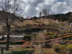 吉野梅郷梅の公園　咲き始めでした。