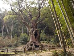5分ほど歩くと、竹林の向こうに樹齢三千年と言われる武雄神社のご神木、武雄の大楠が見えてきます。現在は大楠の保護のために少し手前で立ち入り禁止になっています。