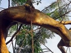 マメ科の木（多分、ホウオウボク）から生えてたガジュマル（多分）。
今はまだ小さいけれど、数年後には宿主を取り込み、絞め殺してしまいそうな感じ。
その前に伐採されるんだろうか？
この先の成長ぶりを見ることはあるかなぁ……