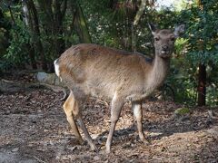 ●紅葉谷公園

紅葉谷公園の鹿君。
奈良公園の鹿君達より、おとなしく感じるのは何故（笑）？？？