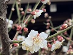 梅の花の咲き始めた湯島天神までお散歩
https://4travel.jp/travelogue/11807989