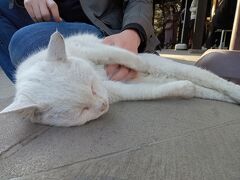 お蕎麦ランチのあと、だいぶ遅めの初詣に「愛宕神社」へ行ってきました。出世の階段で有名な神社で、長くけわしい急な石段の先では、白猫ちゃんが待っていました。まもなく人事発表があるので、最後の神頼みってやつです。正直なところ「出世」は諦めているので、ステイもしくは生活リズムが変更にならないところに配属されるようにお願いしてきました。