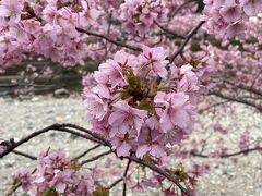 河津桜はソメイヨシノに比べて色が濃くて私はこちらの方が好きです。