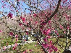 ２月末日（28日）に大阪南部の「花の文化園」に梅を見に行きました。
う～ん、まだ５分咲きでしょうか？

東京は今日３月１日にもう満開だとニュースで放送していましたが、
大阪はまだです。

そして、滋賀県は まだまだ、まだですよ！