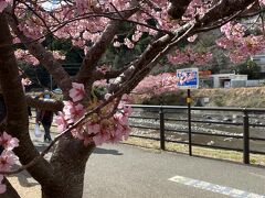 山道を通り、渋滞もなく、河津桜まつり会場に到着しました。