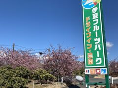 こちらにも河津桜かあります。