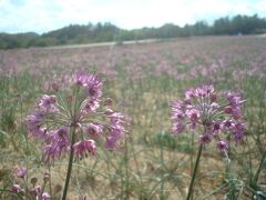 きれいに咲いている花を撮影。