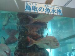 鳥取の魚水槽をしばらく眺めます。
