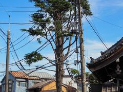 三浦坂を登って少し歩くと、おなじみのヒマラヤ杉が。
2019年の台風19号により枝が折れ、だいぶ剪定されてしまった。