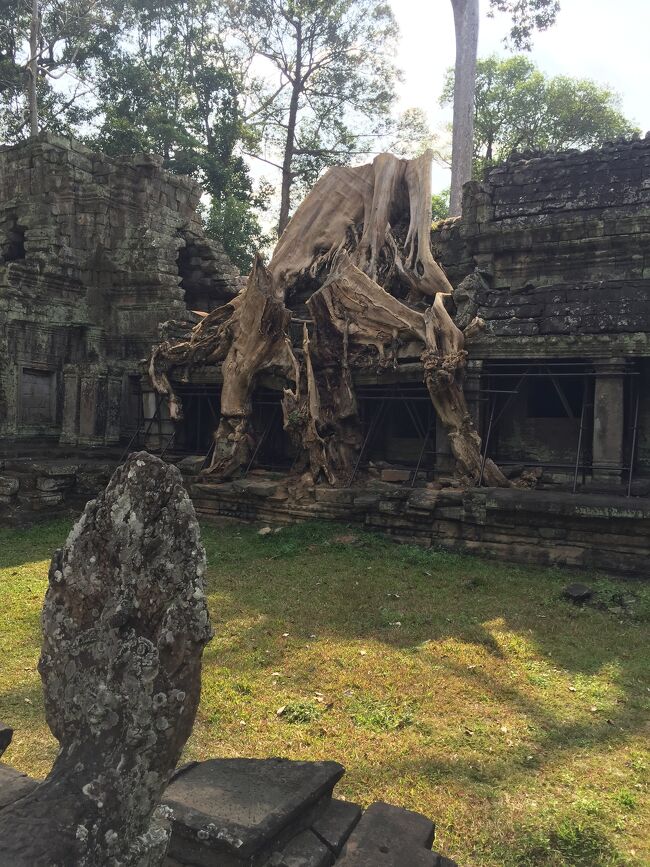 プリアカーン寺院のガジュマルの木です。