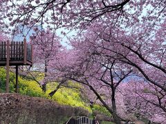 菜の花も綺麗なので晴れたら、と妄想するのみです。