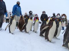 二日目の朝　
旭川駅から旭川軌道バスで　
旭山動物園へ