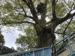 羽村橋の北側に、大きなケヤキの樹が立っていました。
この脇を抜けて坂を登り、観光協会で電動アシスト自転車を返却しました。
今回のコース走行距離は約8km、ゴールまであと45kmほどになります。
