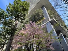 東京スクエアガーデンの河津桜。