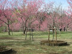 古河公方公園桃　25万ヘクタールの広大な土地に草木、花（桃、蓮等）、池、森林、史跡（城址、寺跡）、芝生広場、遊具広場、古民家等がある市立公園です。今数種類の桃の花が満開です