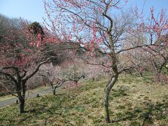 森林公園梅（花木園）山崎城址が梅園になっており、紅梅系は今が満開です。白梅系は5分咲きです