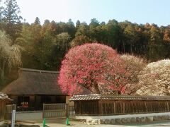 梅の湯で花粉を流してスッキリしたので、もう家に帰るまで車から降りないぞと決めていたのに、こんなにきれいなところに通りかかってしまい、素通りできませんでした！
高麗神社の神主を代々務めていた高麗氏の住宅だそうです。