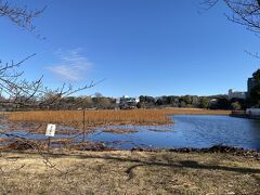 湯島天神をあとにして、そのまま不忍池に来ました。