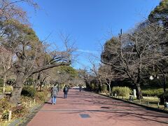 上野公園の桜も開花まではまだまだです。
