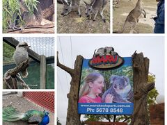 コアラを抱っこしたかったのでコアラの居る動物園へ。
今日の目的地までにある3軒のうちのMARUへ
入場料各30AUSドル
着いて私がおトイレに入ってたら夫が「とわちゃんとわちゃんー！次は2時間後だって」と。子供か・笑　
コアラの餌やり体験は有料で写真も別途です。詐欺か！笑
いえいえ、そう言えばコアラの常識だったような。。。
コアラを見るのに待たされて別途大金を取られるならもういいわーと受付に戻りお金返して！と言う事にしました。そうしたらコアラは常時見れるとの事で受付の人が案内してくれました。2匹は常設の展示でした。
タスマニアで入った動物園はタスマニアデビルのショーやウォンバットを抱っこしたりカンガルーに餌やり放題とか楽しく別途請求もなかったのですっかりそのイメージが強くてコアラの別料金制度を忘れていました。
ここでもカンガルーの餌やりにカップを頂けましたが餌が粒状でないので私もやりにくかったしカンガルーも食べにくかった感じです。