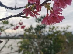 桜まつり開催中の漫湖へ！(^^;)
なんとか、桜。。。

エイサーも見れたしﾖｷ！
