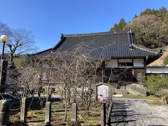 遅咲きの珍しい桜、正福寺桜はまだまだつぼみでした。
４月中旬に来ないとみられません。