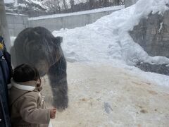 エゾヒグマ。エゾヒグマも北海道にしか生息しないクマさん。エゾってついてるもんね。近くまで来てくれます