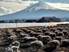 河口湖　富士大石花テラスからの富士
