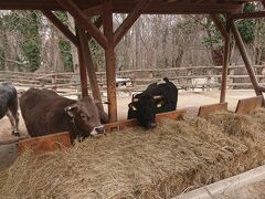 動物園には入り口が何ヶ所かあり、裏口の方から入園しました。

最初に出会ったのは牛！