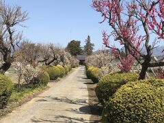 この日は勝沼の名勝と温泉が目的。
最初に訪れたのは清白寺。
足利尊氏が1333年、夢窓国師に作らせた臨済宗の寺院。
小さな看板を見落として通過してしまった駐車場の入り口は梅参道とも言われる道。

え！いいの！ここ車で！
思わず入り口で停車した私に参道にいた地元のおばさまが手招き。
お辞儀しつつ、そろそろと奥へと車を進めると、総門の脇に駐車場がありました。
