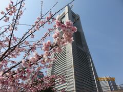 翌日
日本丸メモリアルパークの大寒桜