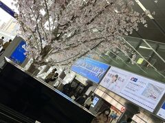 　小倉駅には、ニセ桜の木。今回は、開花の方が遅くて、福岡では見られませんが。ストリートピアノ、忘れなければ聞いてみようかしら？