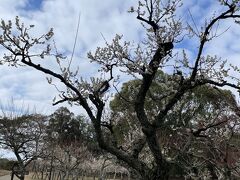 片岡梅林の梅が咲き始めています。