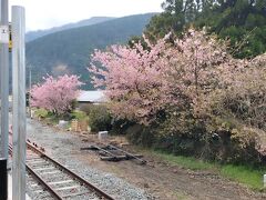 河津桜が咲いていますね。