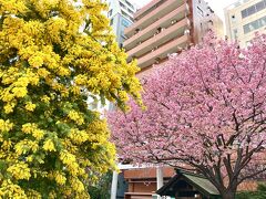 蔵前神社は、ミモザと河津桜が同時に見られるスポットとして有名な場所でした。
確かにピンクと黄色の揃い咲きは素敵です。