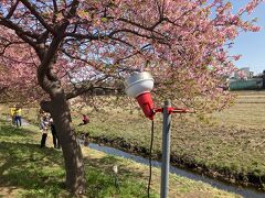 夜桜用の照明があちこちにあります。