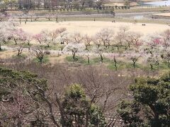 千波湖は桜の名所