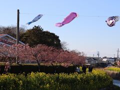 つづいて、菜の花をもう一会場。免々田川菜の花・桜まつりの会場に向かいました。ここは、免々田川沿い約3kmの河津桜の並木道があり、その一部で菜の花が植えられています。